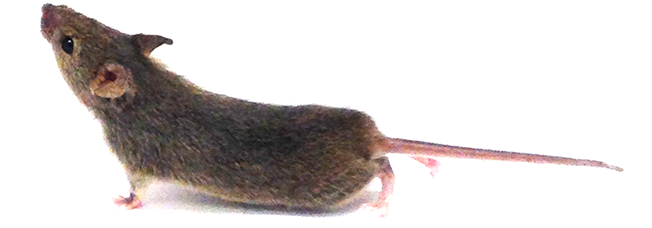 Mouse